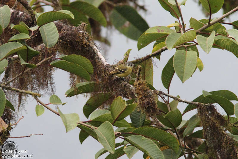 Tyranneau à tête cendrée, habitat, pigmentation