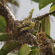 Ashy-headed Tyrannulet