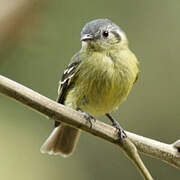 Ashy-headed Tyrannulet