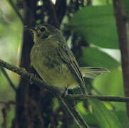 Oustalet's Tyrannulet