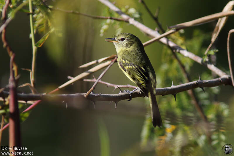 Restinga Tyrannuletadult, identification, song