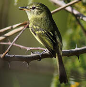 Restinga Tyrannulet