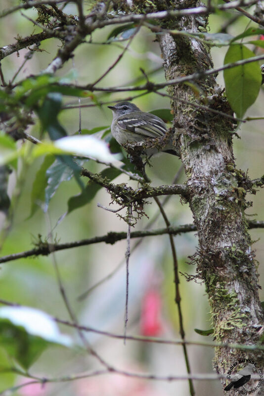 Tyranneau de Sclateradulte, identification