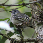 Sclater's Tyrannulet