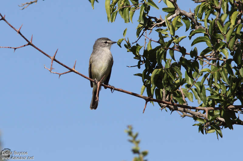 Straneck's Tyrannuletadult, identification