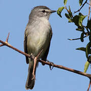 Straneck's Tyrannulet