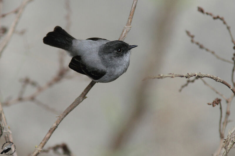 Tyranneau des torrentsadulte, identification