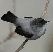 Torrent Tyrannulet