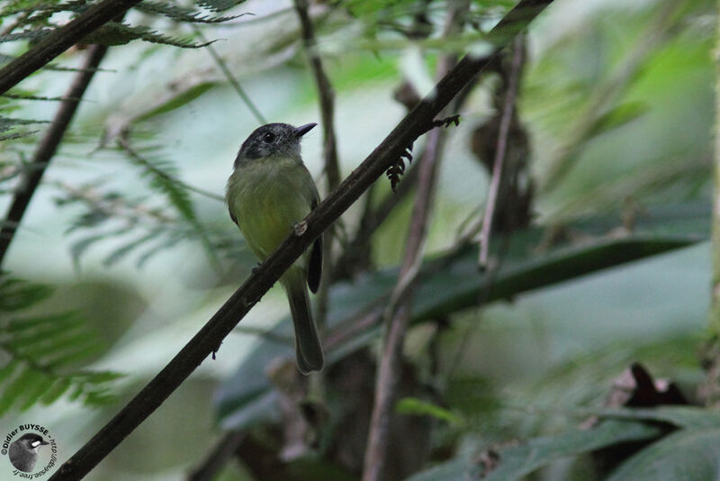 Marble-faced Bristle Tyrantadult, identification