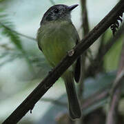 Marble-faced Bristle Tyrant