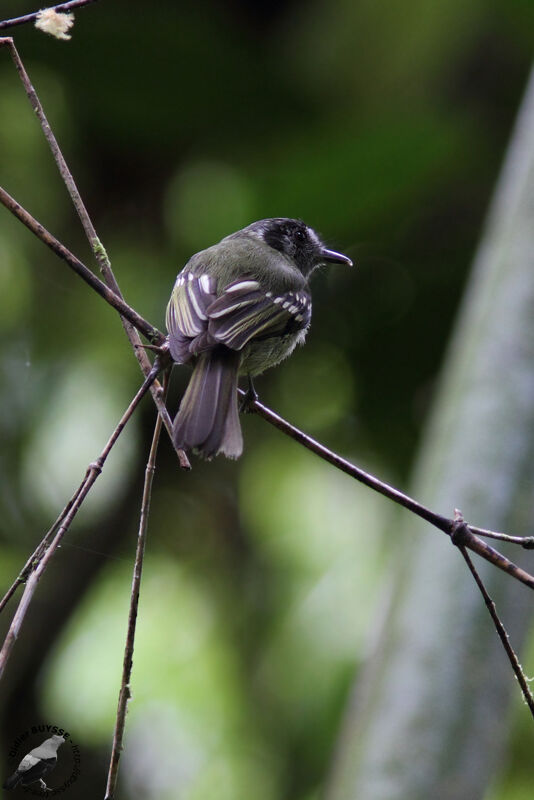 Marble-faced Bristle Tyrantadult, identification