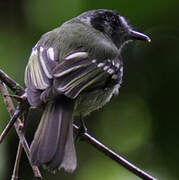 Marble-faced Bristle Tyrant