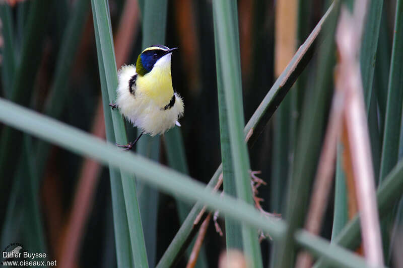 Many-colored Rush Tyrantadult, courting display