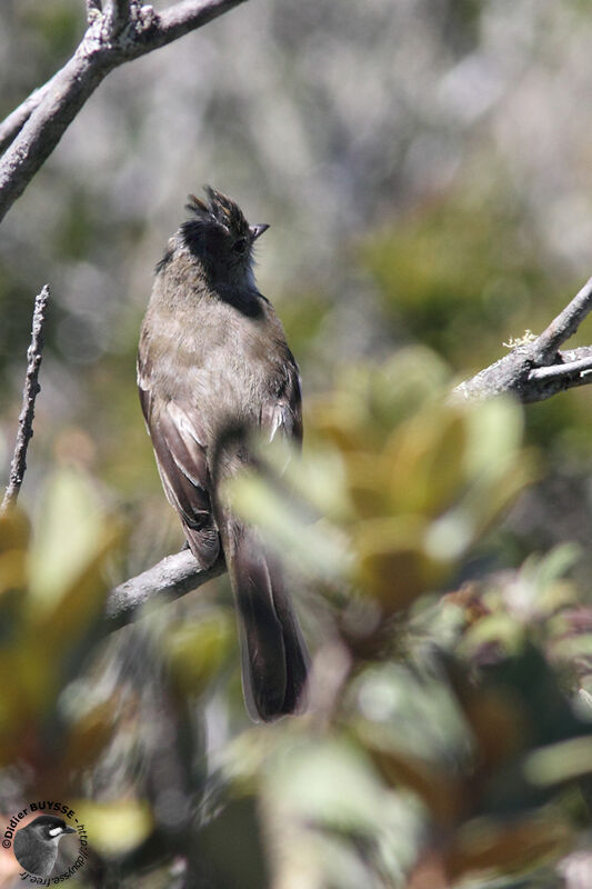 Tyranneau passegrisadulte, identification