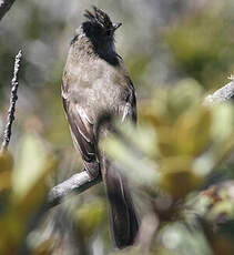 Tyranneau passegris