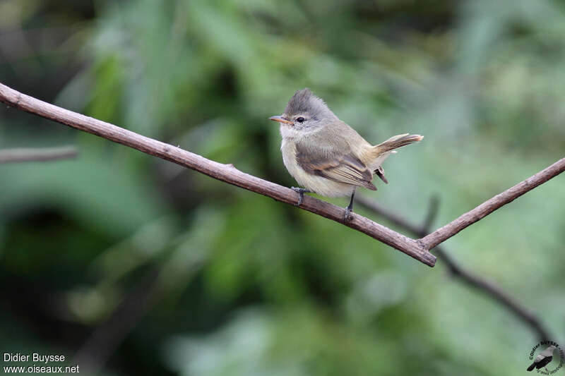 Tyranneau passegris, identification