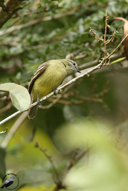 Tyranneau roitelet femelle adulte, identification