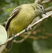 Yellow-crowned Tyrannulet