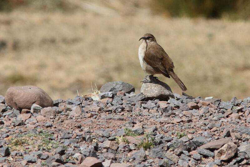 Buff-breasted Earthcreeper (jelskii)adult, identification