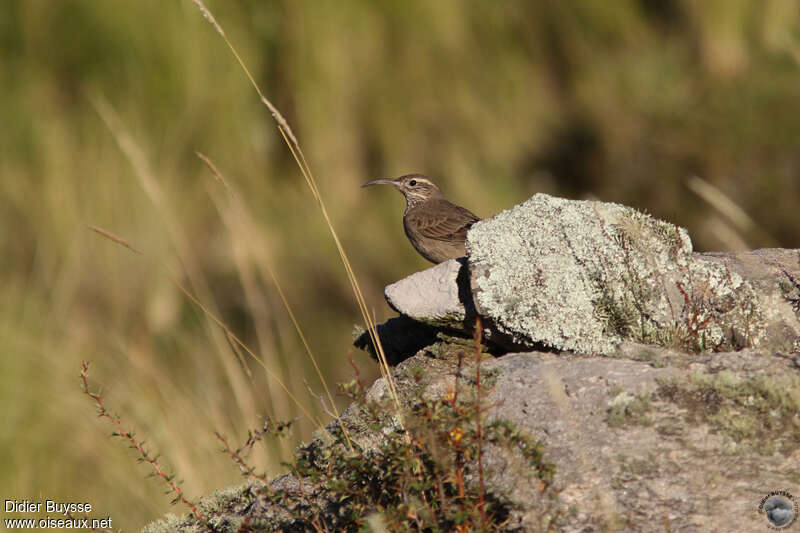 Scale-throated Earthcreeperadult, habitat, pigmentation