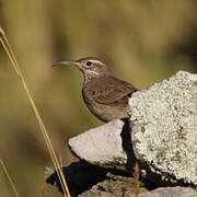 Scale-throated Earthcreeper