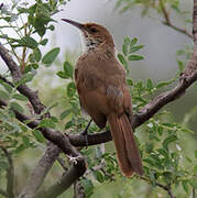 Chaco Earthcreeper