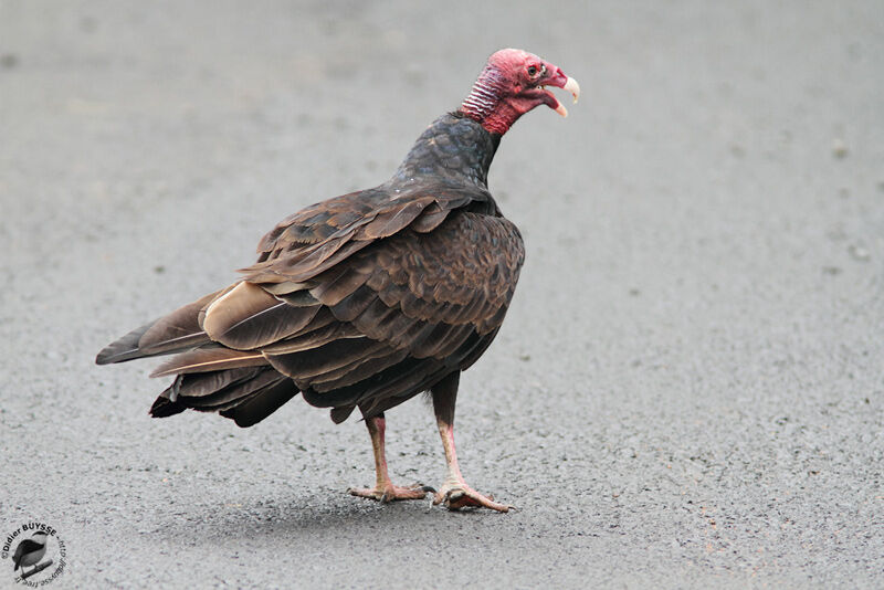 Turkey Vultureadult, identification