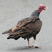 Turkey Vulture