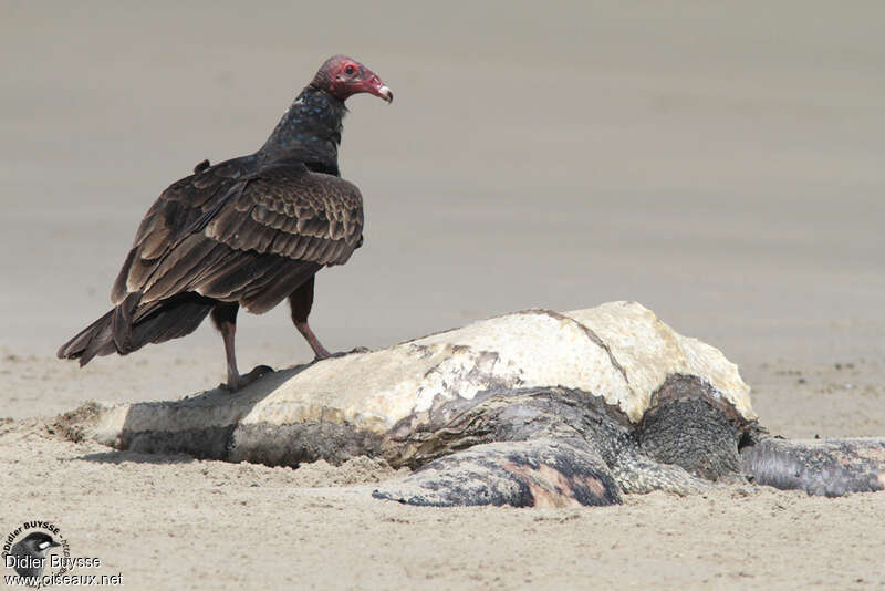 Turkey Vulturesubadult, feeding habits