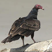 Turkey Vulture