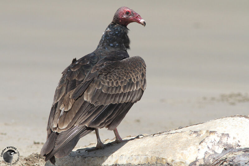 Turkey Vultureadult, identification