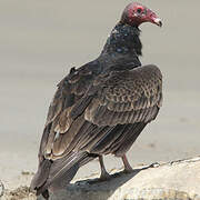 Turkey Vulture