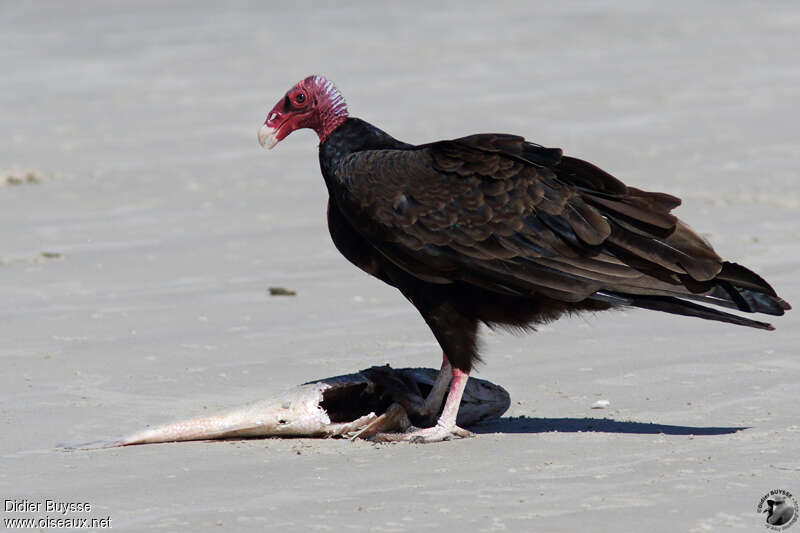 Urubu à tête rougeadulte, régime, mange