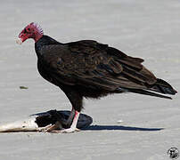 Turkey Vulture