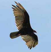 Turkey Vulture