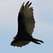 Turkey Vulture