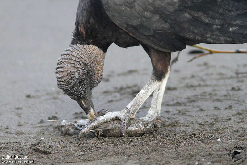 Urubu noiradulte, identification, régime, mange