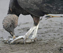 Black Vulture