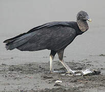 Black Vulture