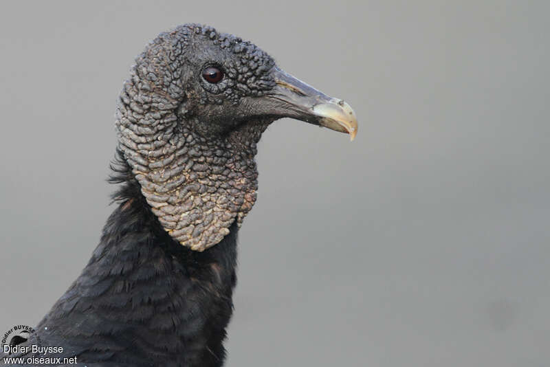 Black Vultureadult, close-up portrait, aspect