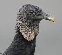 Black Vulture