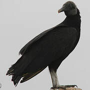 Black Vulture