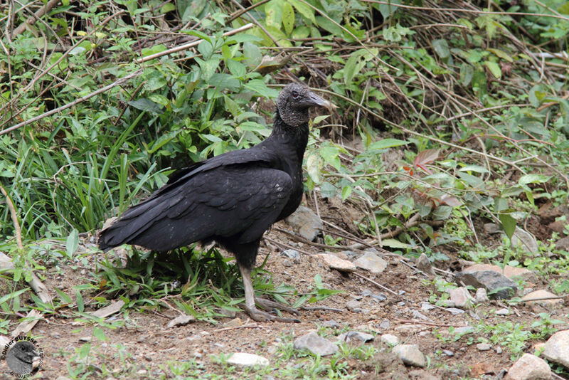 Black Vultureadult, identification