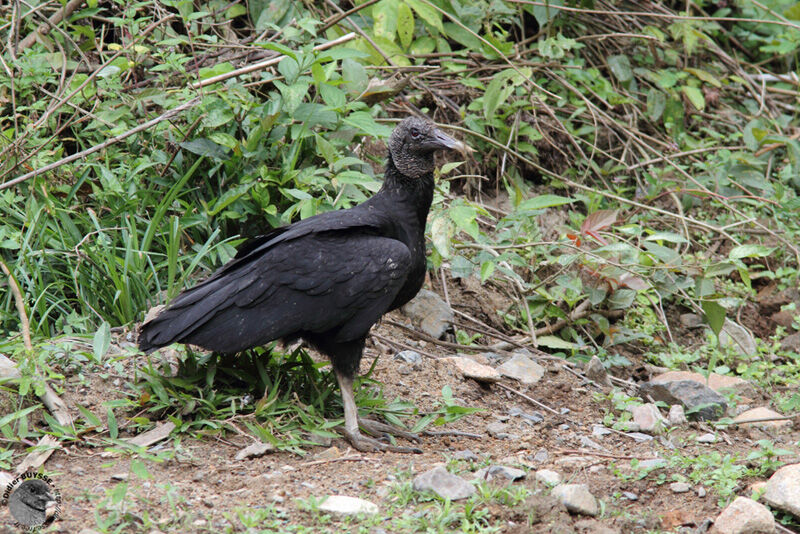 Urubu noiradulte, identification