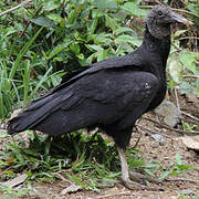 Black Vulture