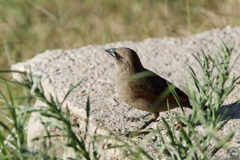 Greyish Baywingadult, identification