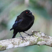 Bronzed Cowbird