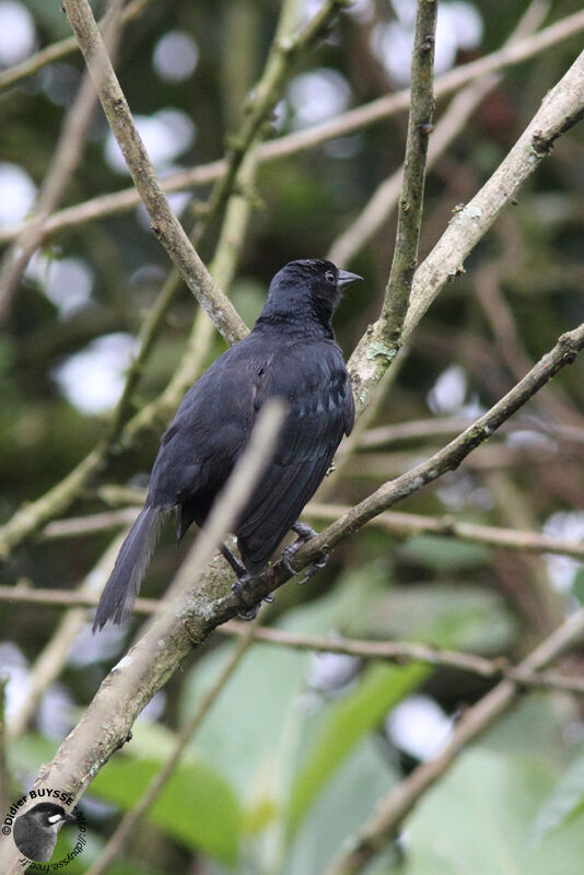 Vacher luisantadulte, identification