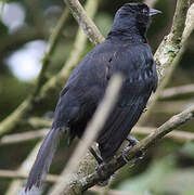 Shiny Cowbird