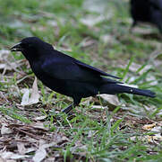 Shiny Cowbird